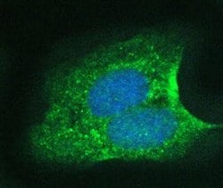 Invitrogen 14-3-3 sigma Polyclonal Antibody 100 &mu;g; Unconjugated:Antibodies,