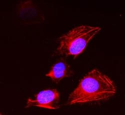 Invitrogen 14-3-3 sigma Polyclonal Antibody 100 &mu;g; Unconjugated:Antibodies,