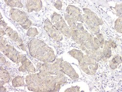 Invitrogen 14-3-3 sigma Polyclonal Antibody 100 &mu;g; Unconjugated:Antibodies,