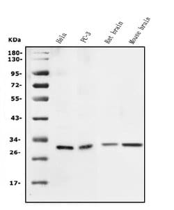Invitrogen 14-3-3 sigma Polyclonal Antibody 100 &mu;g; Unconjugated:Antibodies,