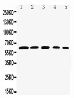 Invitrogen RelB Polyclonal Antibody 100 &mu;g; Unconjugated:Antibodies,