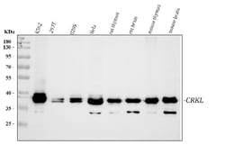 Invitrogen CrkL Polyclonal Antibody 100 &mu;g; Unconjugated:Antibodies,