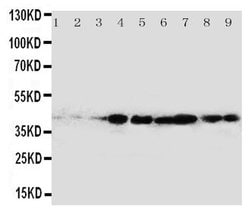 Invitrogen CrkL Polyclonal Antibody 100 &mu;g; Unconjugated:Antibodies,