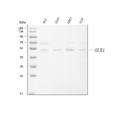 Invitrogen LOX-1 Polyclonal Antibody 100 &mu;g; Unconjugated:Antibodies,
