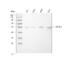 Invitrogen LOX-1 Polyclonal Antibody 100 &mu;g; Unconjugated:Antibodies,