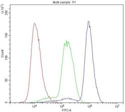 Invitrogen SHP2 Polyclonal Antibody 100 &mu;g; Unconjugated:Antibodies,