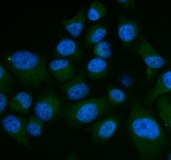 Invitrogen SHP2 Polyclonal Antibody 100 &mu;g; Unconjugated:Antibodies,