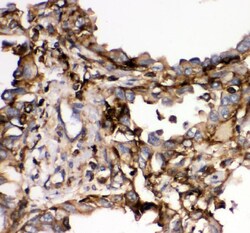 Invitrogen SHP2 Polyclonal Antibody 100 &mu;g; Unconjugated:Antibodies,