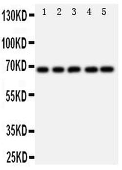 Invitrogen SHP2 Polyclonal Antibody 100 &mu;g; Unconjugated:Antibodies,