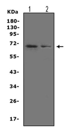 Invitrogen SHP2 Polyclonal Antibody 100 &mu;g; Unconjugated:Antibodies,