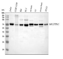Invitrogen SHP2 Polyclonal Antibody 100 &mu;g; Unconjugated:Antibodies,