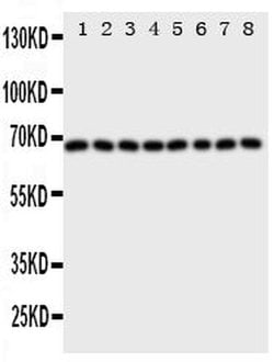 Invitrogen SHP2 Polyclonal Antibody 100 &mu;g; Unconjugated:Antibodies,