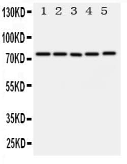 Invitrogen ABCG1 Polyclonal Antibody 100 &mu;g; Unconjugated:Antibodies,