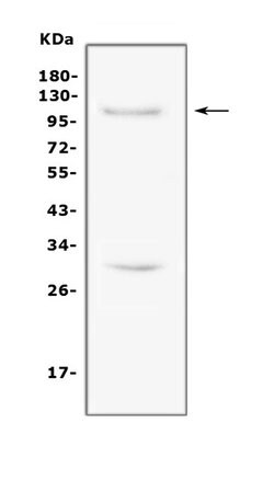 TRIF Polyclonal Antibody, Invitrogen 100 &mu;g; Unconjugated:Antibodies,