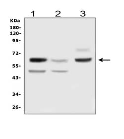Invitrogen DLL3 Polyclonal Antibody 100 &mu;g; Unconjugated:Antibodies,