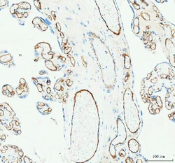 Invitrogen CD31 Polyclonal Antibody 100 &mu;g; Unconjugated:Antibodies,