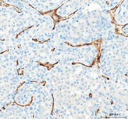 Invitrogen CD31 Polyclonal Antibody 100 &mu;g; Unconjugated:Antibodies,