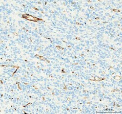 Invitrogen CD31 Polyclonal Antibody 100 &mu;g; Unconjugated:Antibodies,