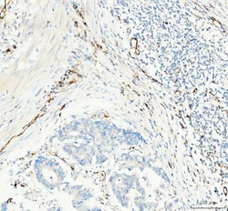Invitrogen CD31 Polyclonal Antibody 100 &mu;g; Unconjugated:Antibodies,