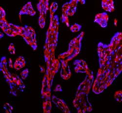 Invitrogen CD31 Polyclonal Antibody 100 &mu;g; Unconjugated:Antibodies,