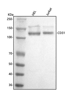 Invitrogen CD31 Polyclonal Antibody 100 &mu;g; Unconjugated:Antibodies,