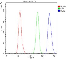 Invitrogen DDX5 Polyclonal Antibody 100 &mu;g; Unconjugated:Antibodies,