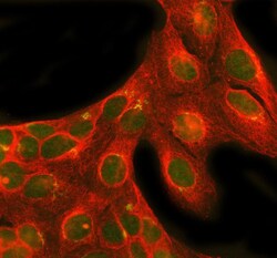 Invitrogen NRG1 Polyclonal Antibody 100 &mu;g; Unconjugated:Antibodies,