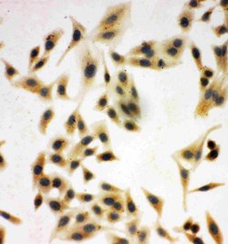 Invitrogen NRG1 Polyclonal Antibody 100 &mu;g; Unconjugated:Antibodies,