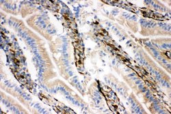 Invitrogen NRG1 Polyclonal Antibody 100 &mu;g; Unconjugated:Antibodies,