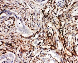 Invitrogen NRG1 Polyclonal Antibody 100 &mu;g; Unconjugated:Antibodies,