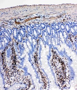 Invitrogen NRG1 Polyclonal Antibody 100 &mu;g; Unconjugated:Antibodies,