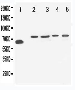 Invitrogen VGF Polyclonal Antibody 100 &mu;g | Buy Online | Invitrogen&trade; | Fisher Scientific