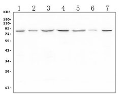 Invitrogen LTK Polyclonal Antibody 100 &mu;g; Unconjugated:Antibodies,