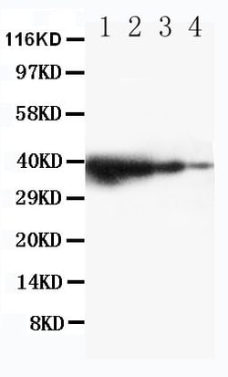 Invitrogen TRIF Polyclonal Antibody 100 &mu;g; Unconjugated:Antikroppar