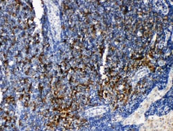 Invitrogen TRAF4 Polyclonal Antibody 100 &mu;g; Unconjugated:Anticuerpos