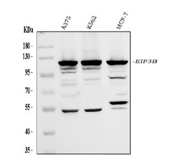 Invitrogen eIF3b Polyclonal Antibody 100 &mu;g; Unconjugated:Antibodies,
