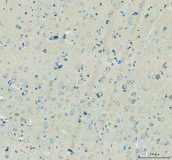 Invitrogen Flotillin 1 Polyclonal Antibody 100 &mu;g | Buy Online | Invitrogen&trade; | Fisher Scientific