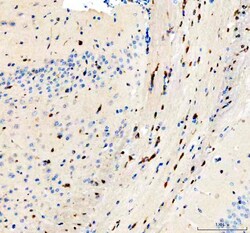 Invitrogen Flotillin 1 Polyclonal Antibody 100 &mu;g | Buy Online | Invitrogen&trade; | Fisher Scientific