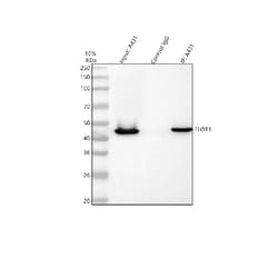 Invitrogen Flotillin 1 Polyclonal Antibody 100 &mu;g | Buy Online | Invitrogen&trade; | Fisher Scientific