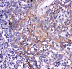 Invitrogen CD244 Polyclonal Antibody 100 &mu;g; Unconjugated:Antibodies,