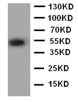 Invitrogen ANGPTL3 Polyclonal Antibody 100 &mu;g; Unconjugated:Antibodies,