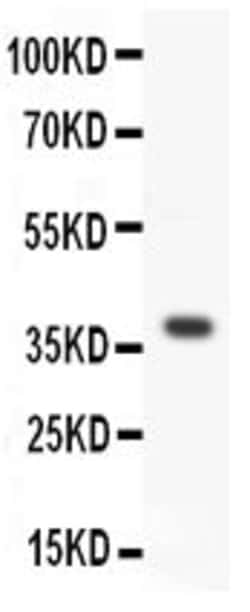 Invitrogen WNT3A Polyclonal Antibody 100 &mu;g; Unconjugated:Antibodies,