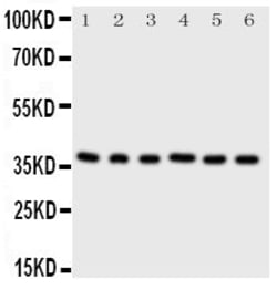 Invitrogen CDK7 Polyclonal Antibody 100 &mu;g; Unconjugated:Antibodies,