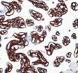 Invitrogen COL1A1 Polyclonal Antibody 100 &mu;g; Unconjugated:Antibodies,