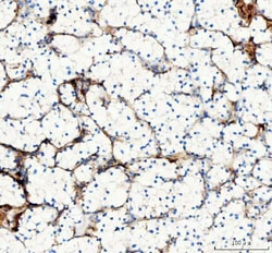 Invitrogen COL1A1 Polyclonal Antibody 100 &mu;g; Unconjugated:Antibodies,