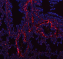 Invitrogen COL1A1 Polyclonal Antibody 100 &mu;g; Unconjugated:Antibodies,