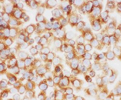 Invitrogen COL1A1 Polyclonal Antibody 100 &mu;g; Unconjugated:Antibodies,