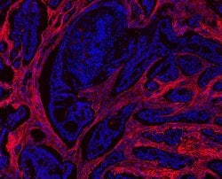 Invitrogen COL1A1 Polyclonal Antibody 100 &mu;g; Unconjugated:Antibodies,