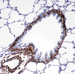 Invitrogen COL1A1 Polyclonal Antibody 100 &mu;g; Unconjugated:Antibodies,