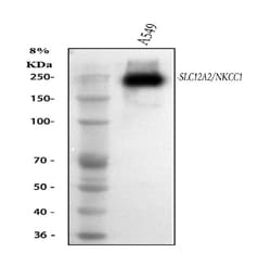 Invitrogen NKCC1 Polyclonal Antibody 100 &mu;g; Unconjugated:Antibodies,